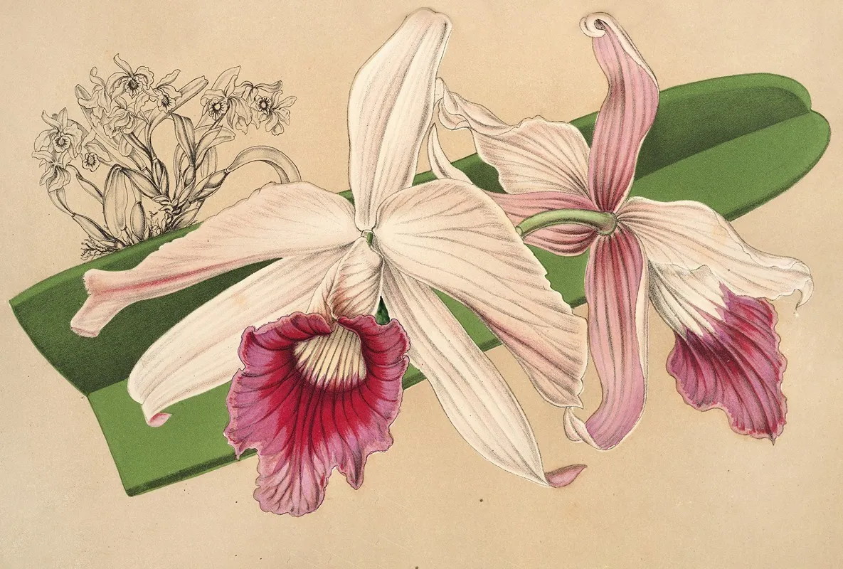 Laelia Purpurata Var Nelisii Wall Art by Charles Antoine Lemaire - High-Resolution Digital Print