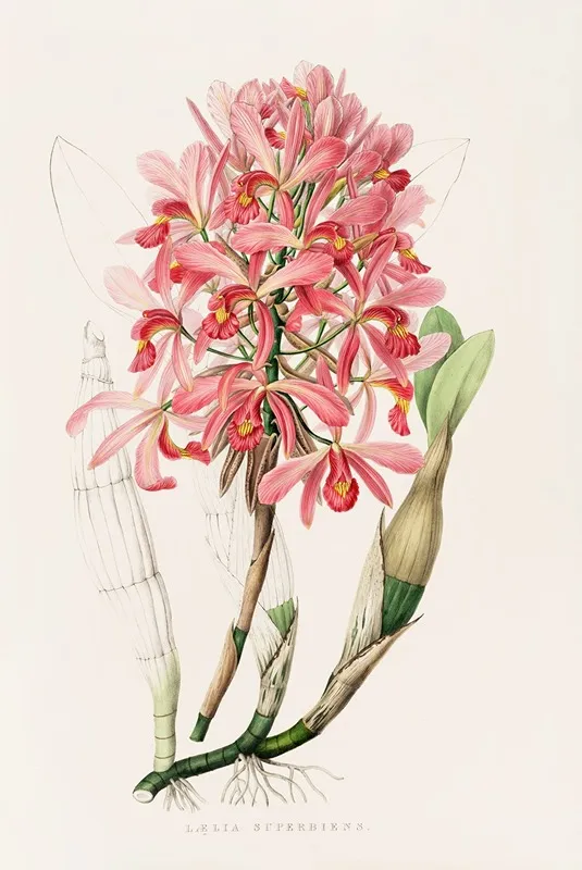 Laelia Superbiens Wall Art by James Bateman - High-Resolution Digital Print