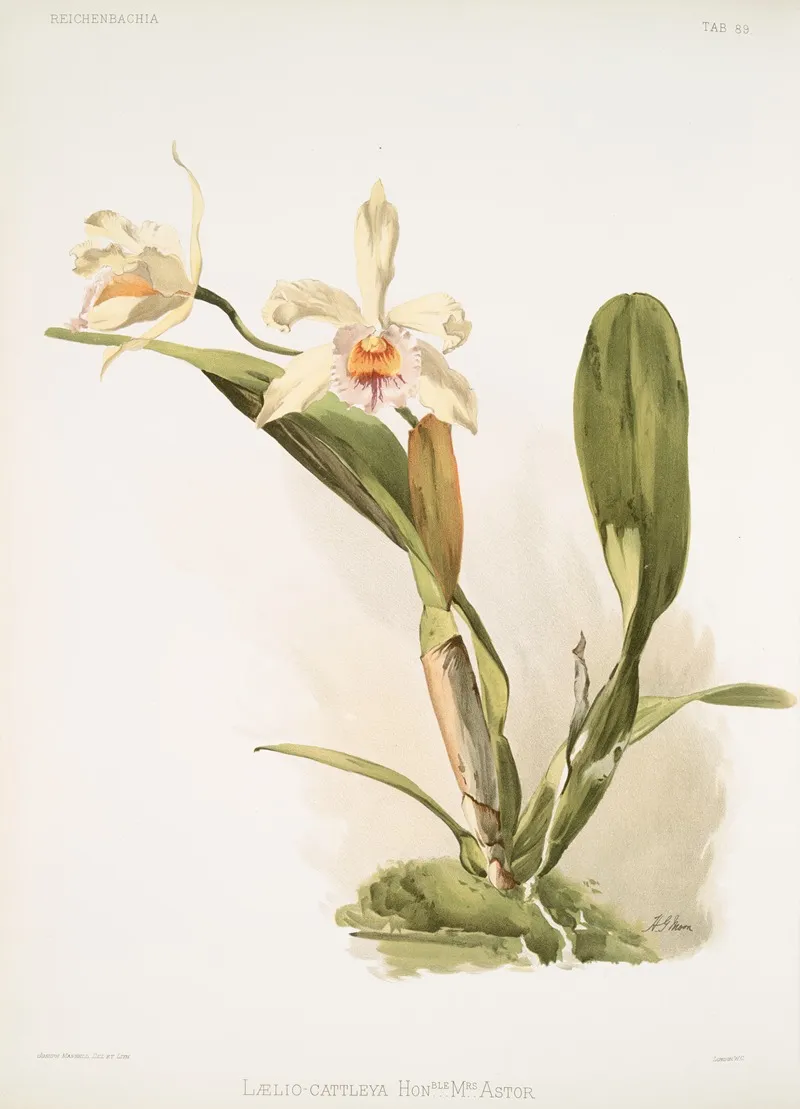 Laelio Cattleya Honble Mrs Astor Wall Art by Frederick Sander - High-Resolution Digital Print