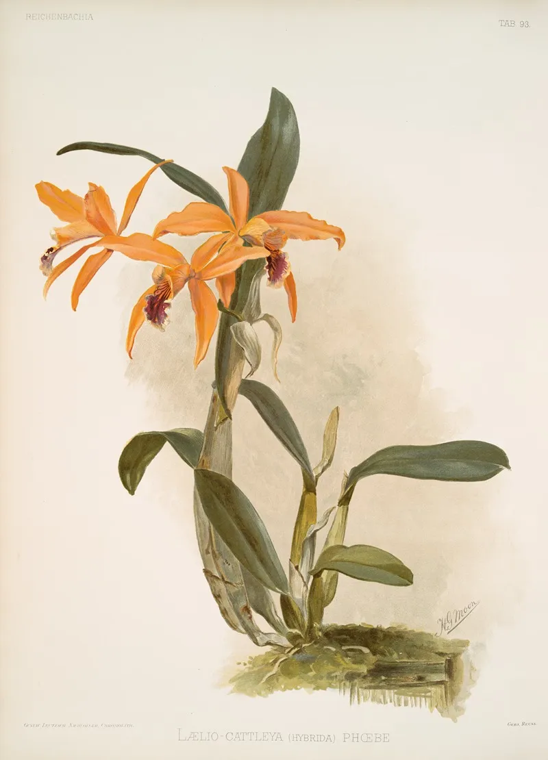 Laelio Cattleya Hybrida Phoebe Wall Art by Frederick Sander - High-Resolution Digital Print