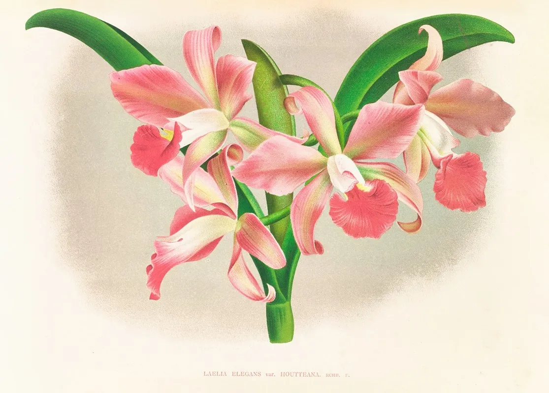 Laella Elegans Var Houtteana Wall Art by Jean Jules Linden - High-Resolution Digital Print
