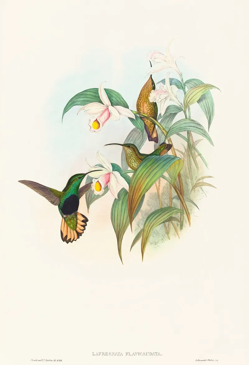 Lafresnaya Flavicaudata Buff Tailed Velvet Breast Wall Art by John Gould - High-Resolution Digital Print