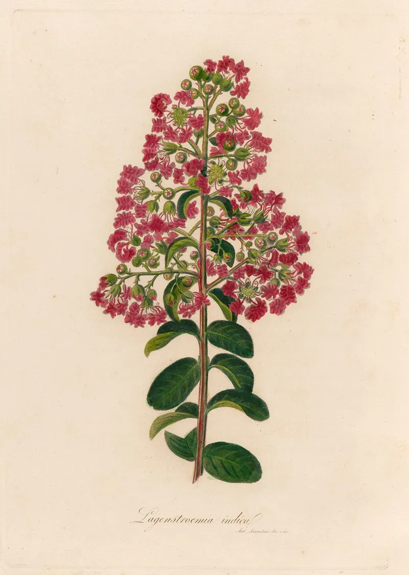 Lagenstroemia Indica Wall Art by Gaetano Savi - High-Resolution Digital Print