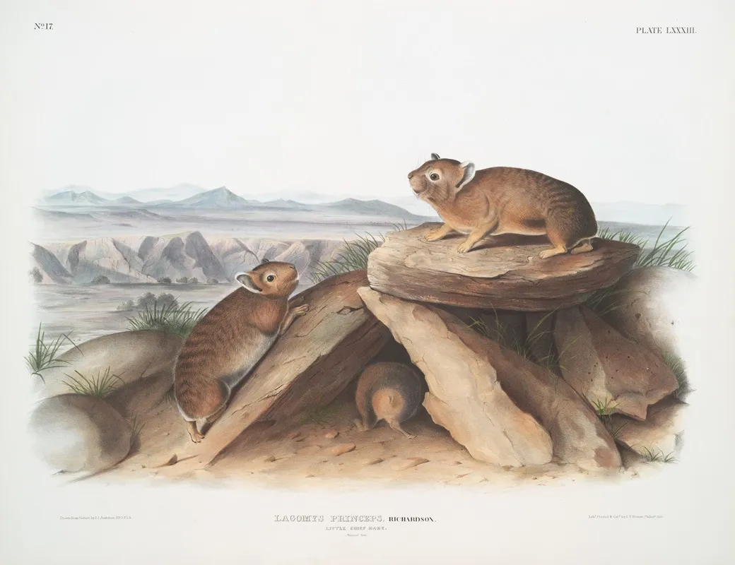 Lagomys Princeps Little Chief Hare Natural Size Wall Art by John Woodhouse Audubon - High-Resolution Digital Print