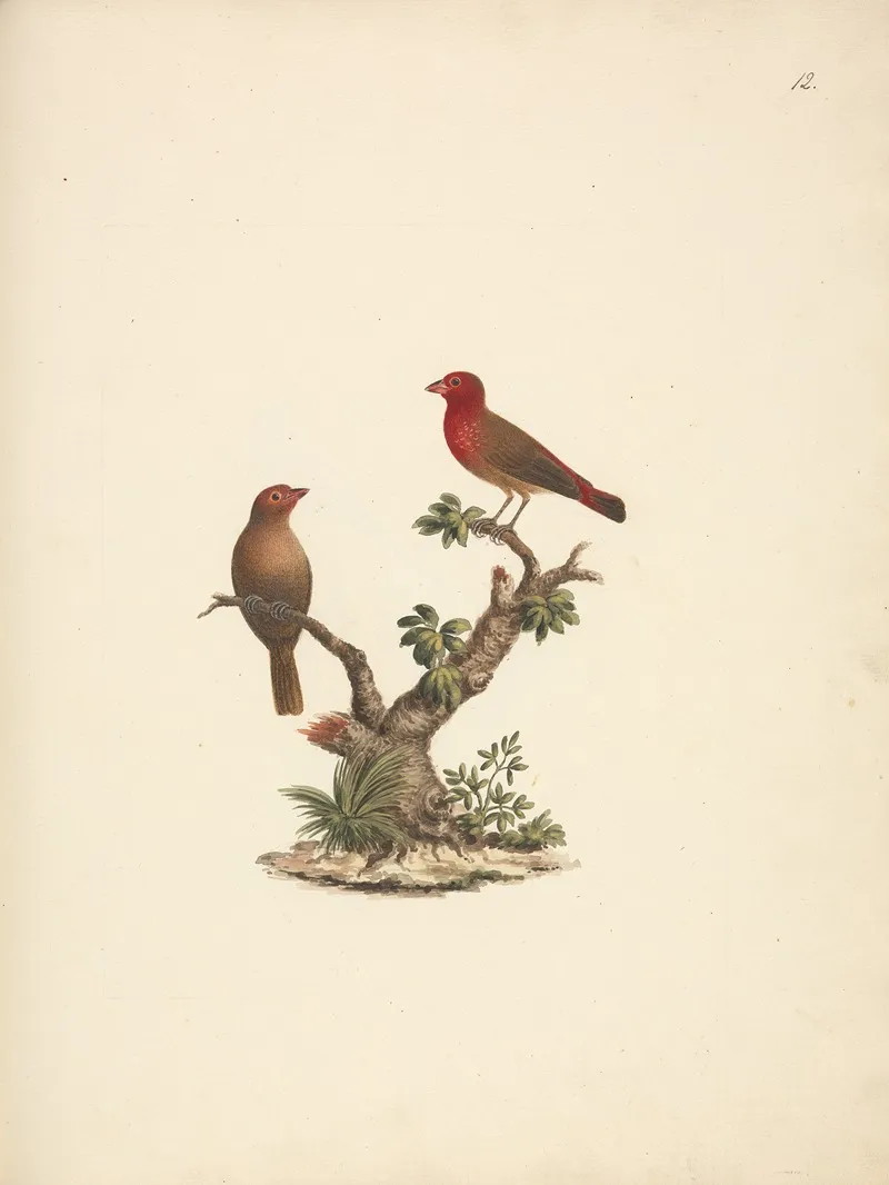 Lagonosticta Senegala Red Billed Firefinch