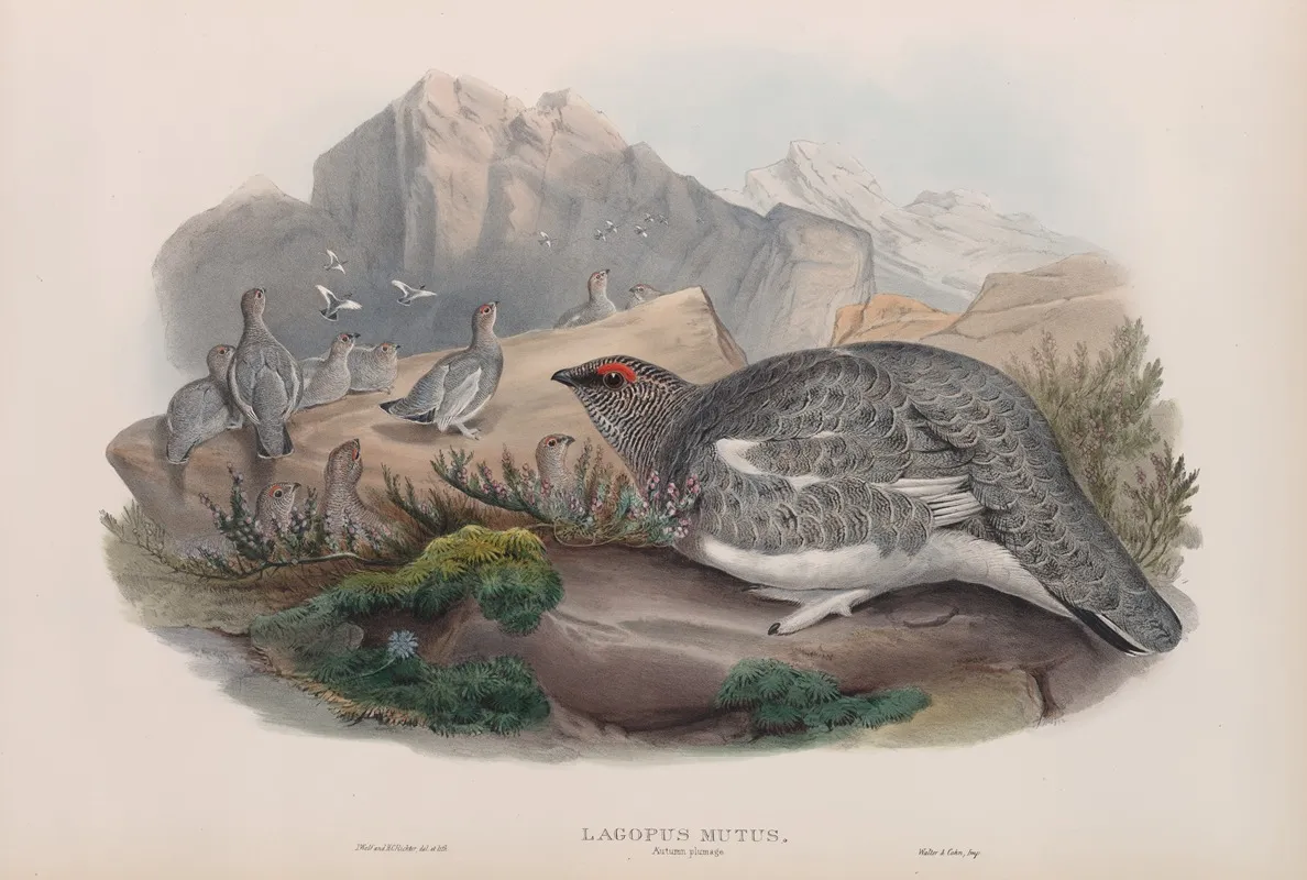 Lagopus Mutus Autumn Plumage Ptarmigan Autumn Plumage Wall Art by John Gould - High-Resolution Digital Print