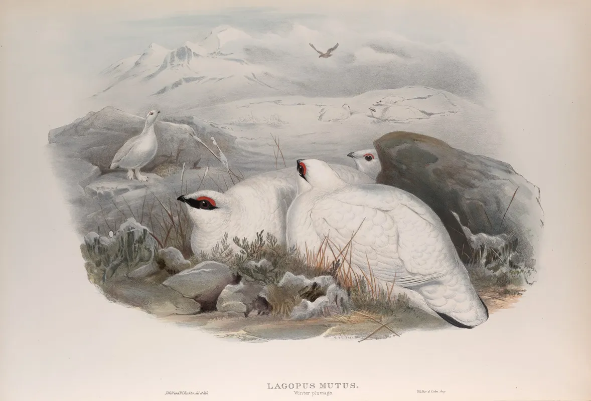 Lagopus Mutus Ptarmigan Wall Art by John Gould - High-Resolution Digital Print