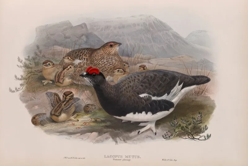 Lagopus Mutus Summer Plumage Ptarmigan Summer Plumage Wall Art by John Gould - High-Resolution Digital Print