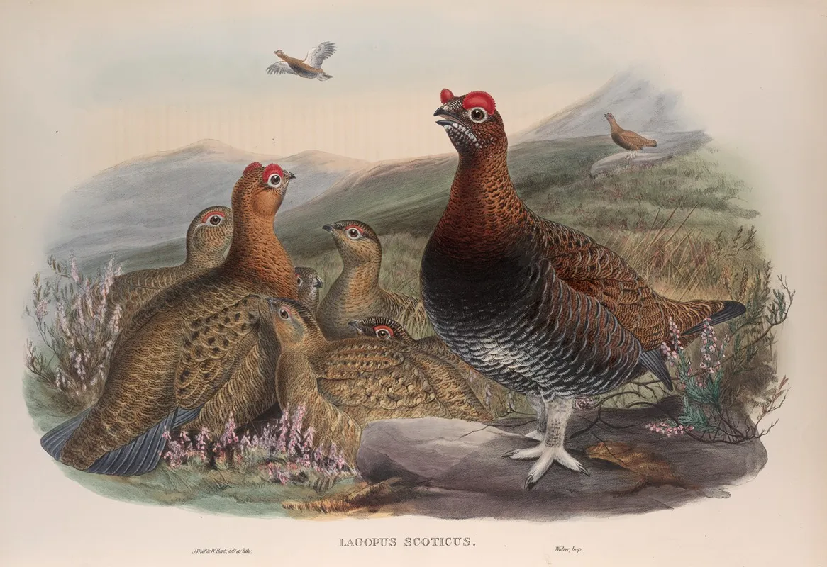 Lagopus Scoticus Red Grouse Wall Art by John Gould - High-Resolution Digital Print