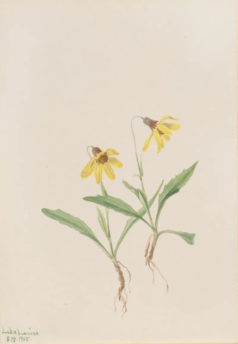 Lake Louise Arnica Arnica Louisiana