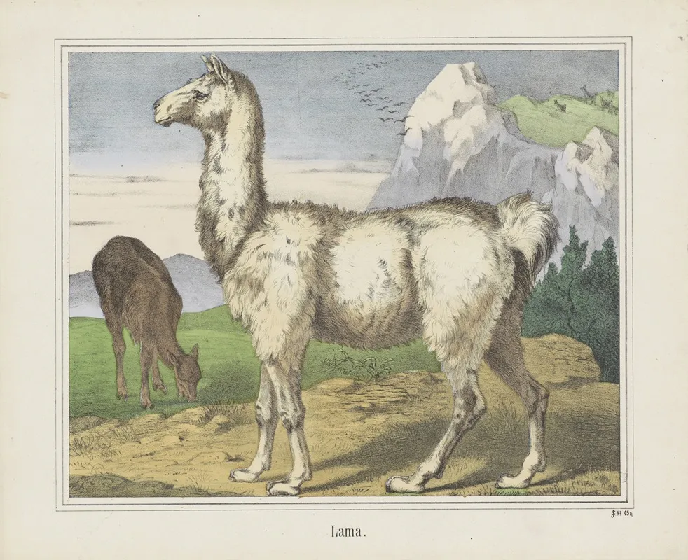 Lama 2 Wall Art by Joseph Scholz - High-Resolution Digital Print
