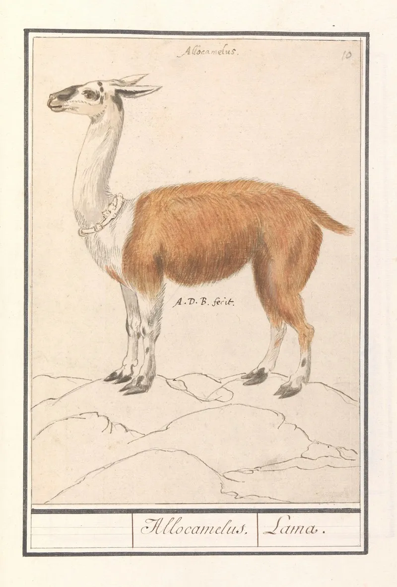 Lama Lama Glama Allocamelus Lama Wall Art by Anselmus Boëtius de Boodt - High-Resolution Digital Print