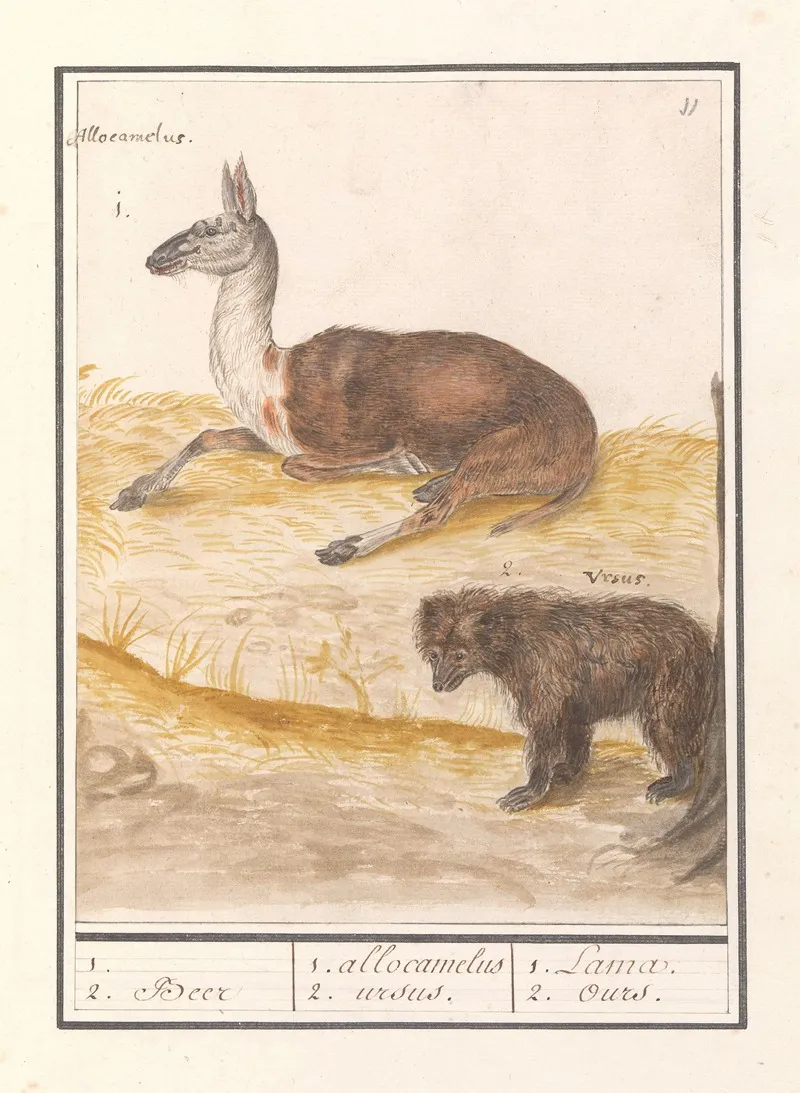 Lama Lama Glama En Bruine Beer Ursus Arctos Arctos 1 2 Beer 1 Allocamelus 2 Ursus 1 Lama 2 Ours Wall Art by Anselmus Boëtius de Boodt - High-Resolution Digital Print