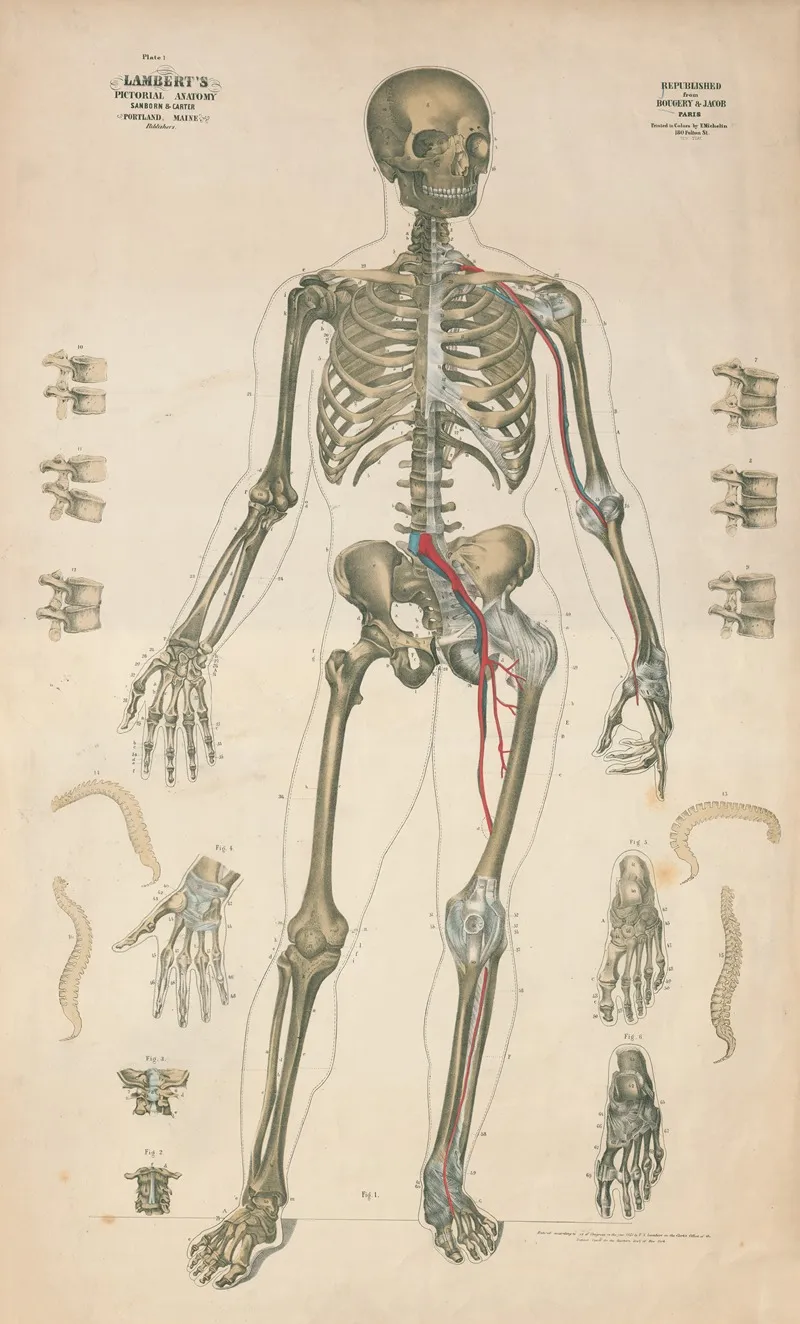 Lamberts Pictorial Anatomy Pl 1 Wall Art by Thomas Scott Lambert - High-Resolution Digital Print