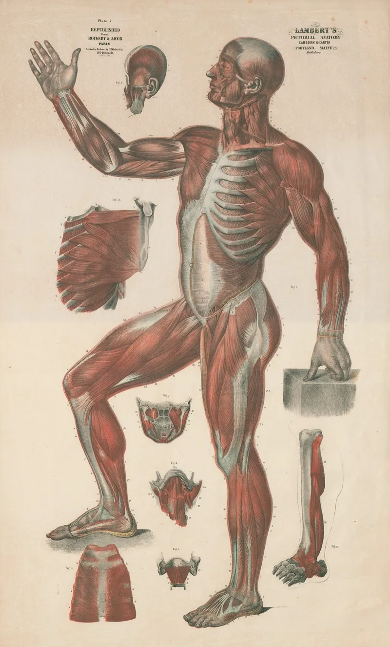 Lamberts Pictorial Anatomy Pl 2 Wall Art by Thomas Scott Lambert - High-Resolution Digital Print
