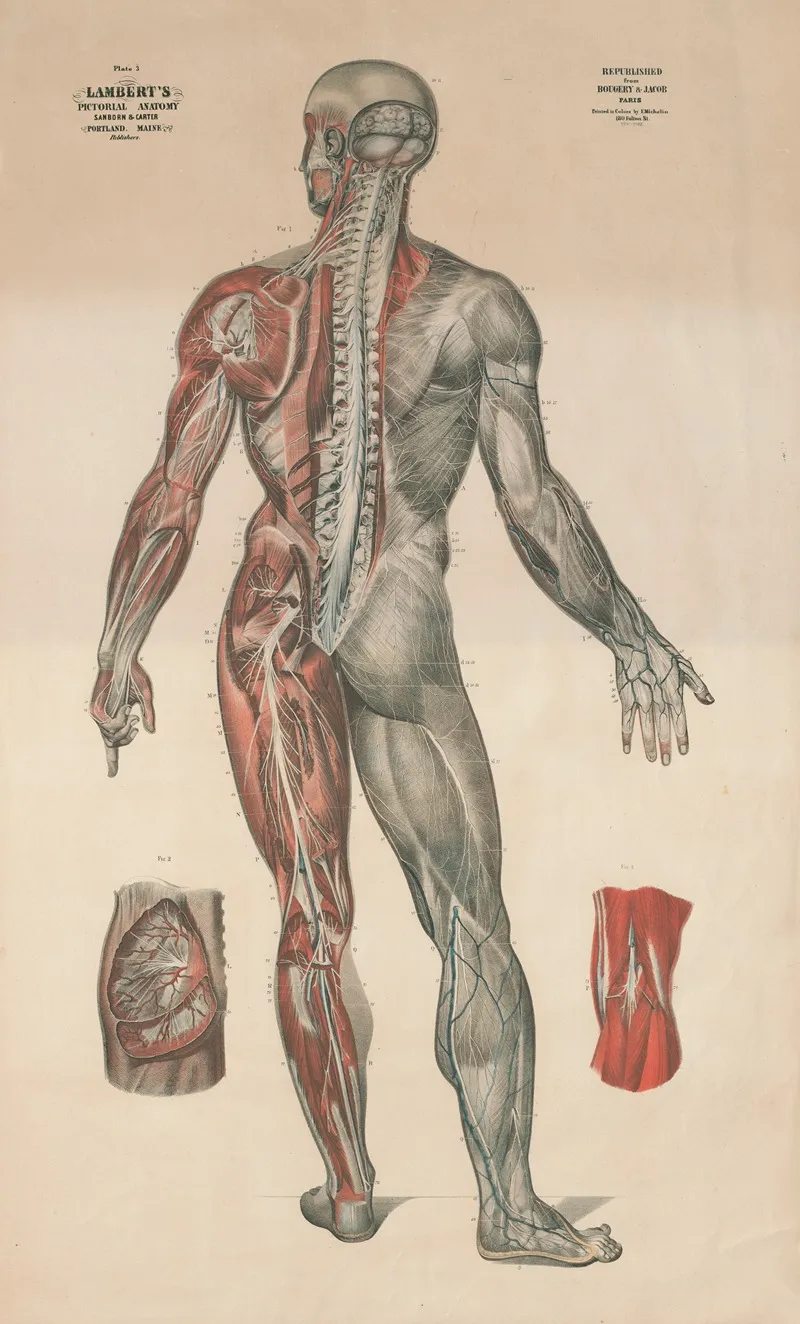 Lamberts Pictorial Anatomy Pl 3 Wall Art by Thomas Scott Lambert - High-Resolution Digital Print