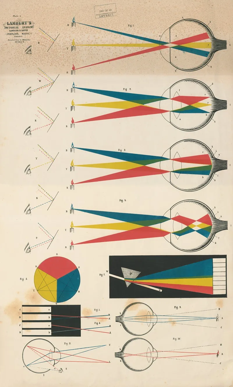 Lamberts Pictorial Anatomy Pl 4 Wall Art by Thomas Scott Lambert - High-Resolution Digital Print