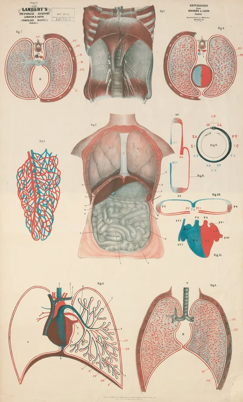Lamberts Pictorial Anatomy Pl 6 Wall Art by Thomas Scott Lambert - High-Resolution Digital Print