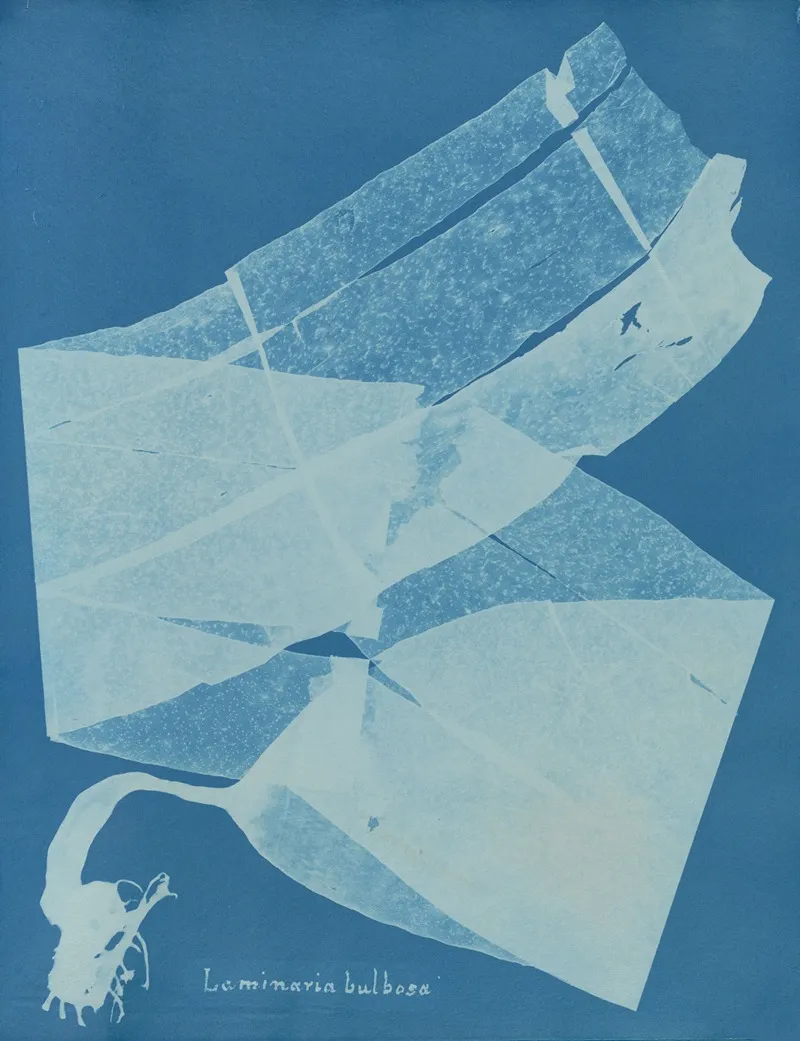 Laminaria Bulbosa Wall Art by Anna Atkins - High-Resolution Digital Print