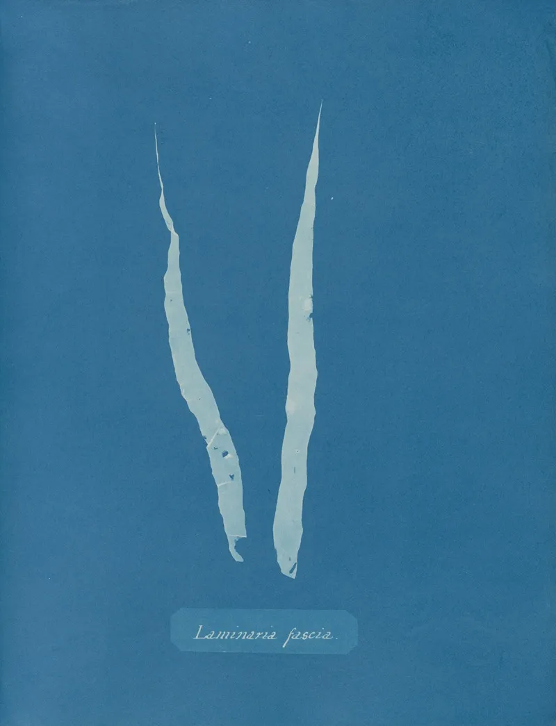 Laminaria Fascia 2 Wall Art by Anna Atkins - High-Resolution Digital Print