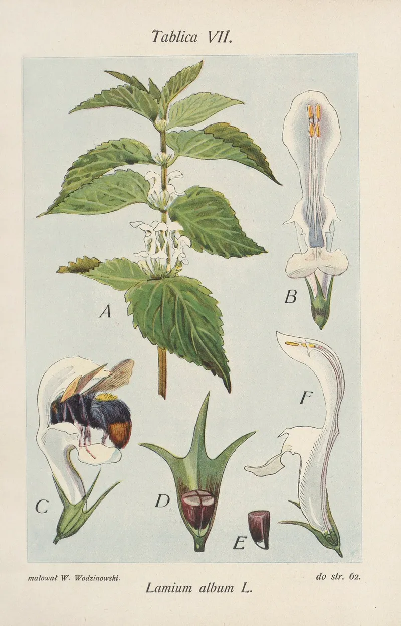Lamium Album Wall Art by Józef Rostafiński - High-Resolution Digital Print
