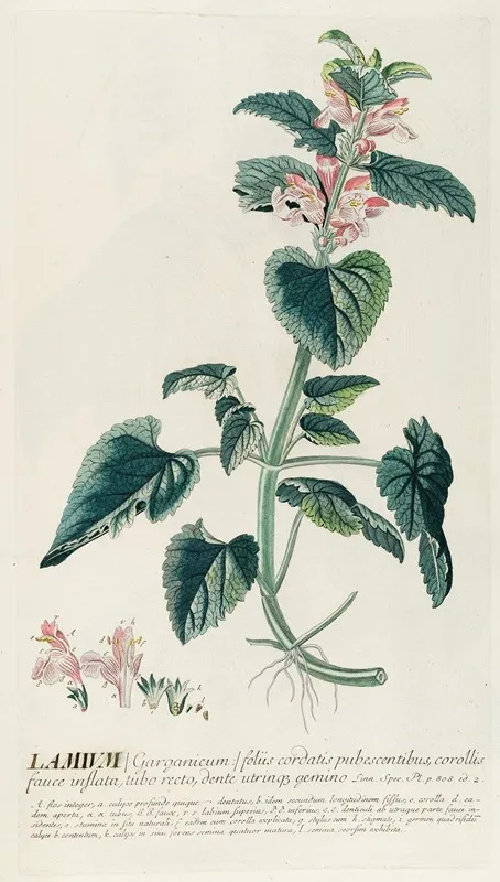 Lamium Wall Art by Georg Dionysius Ehret - High-Resolution Digital Print