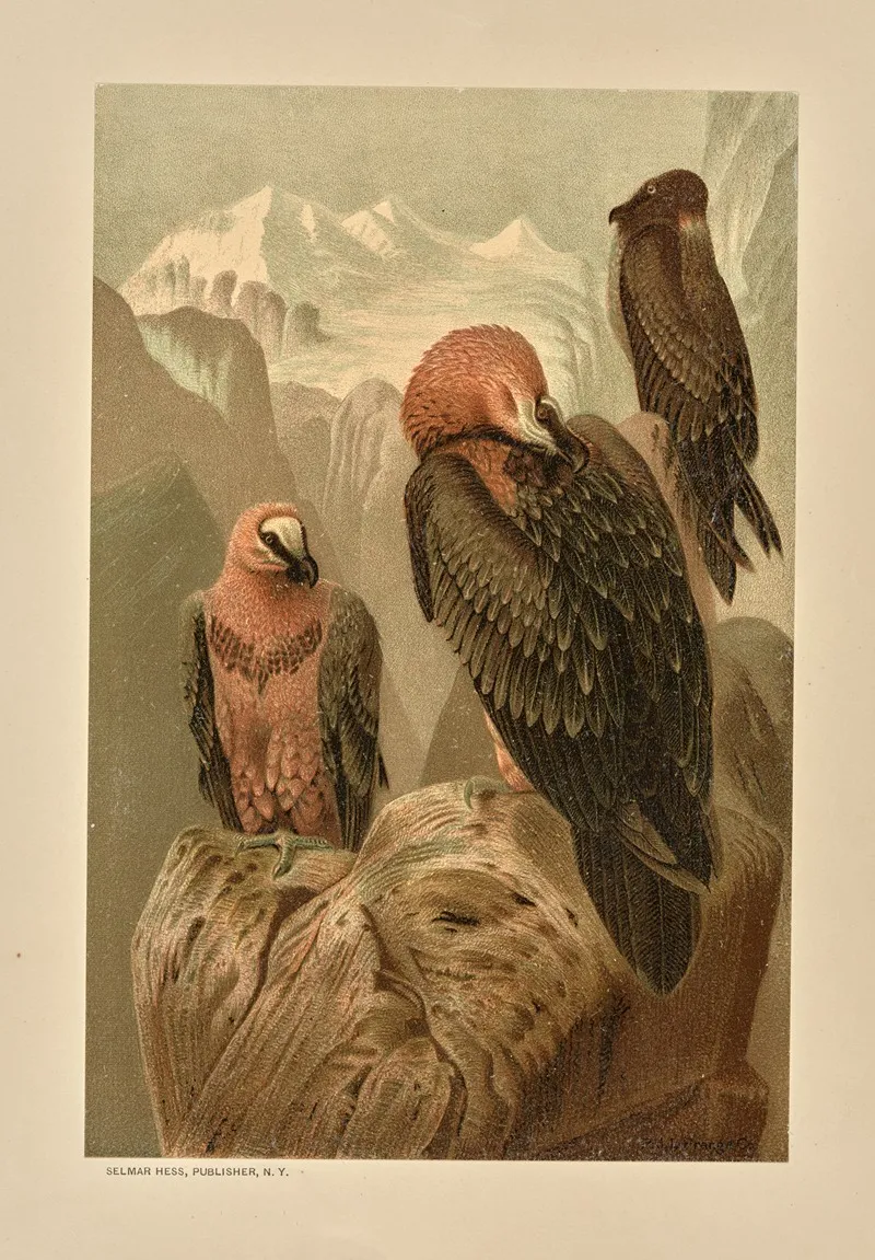 Lammergeyer 2