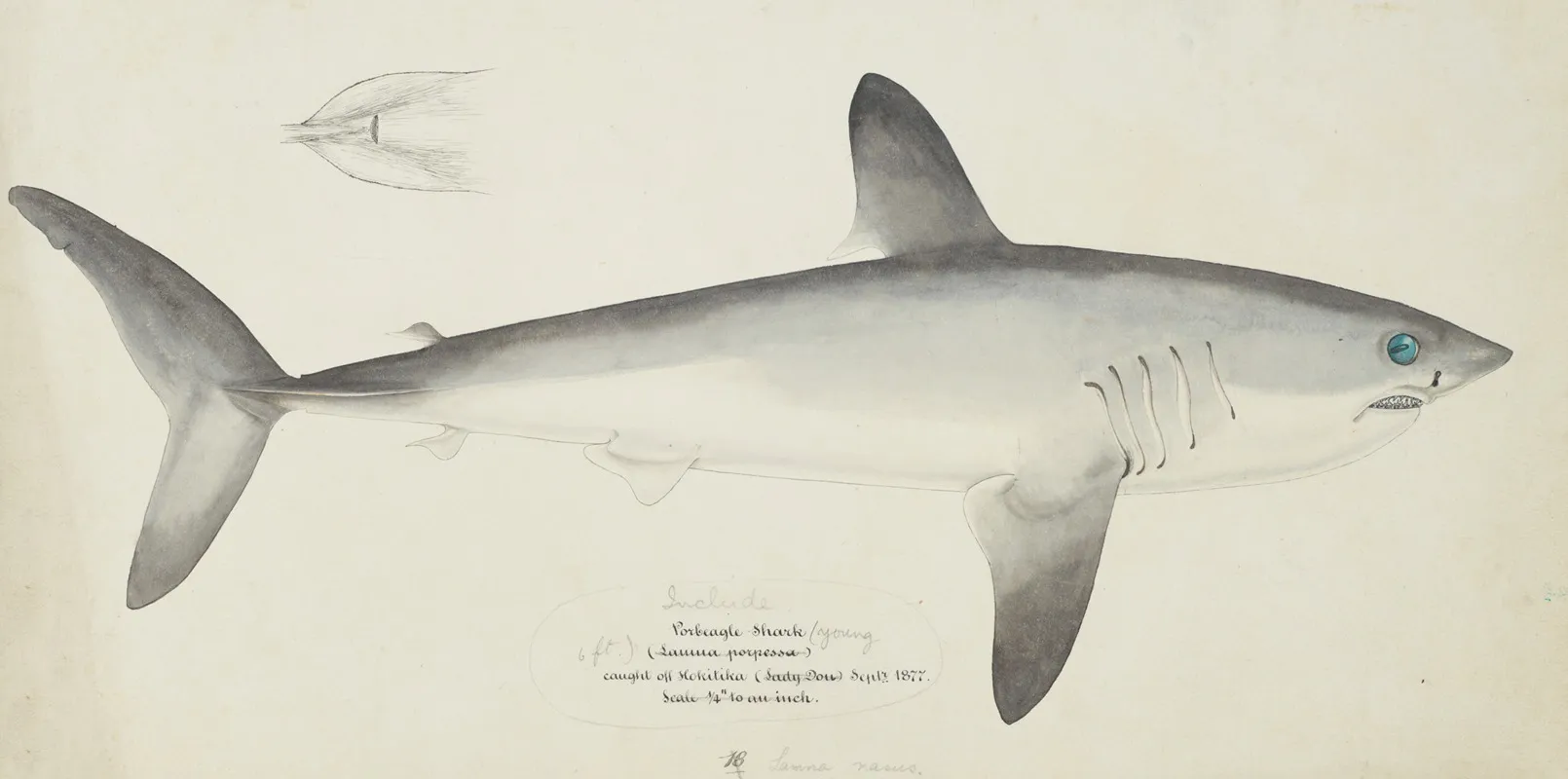 Lamna Nasus Nz Porbeagle Shark