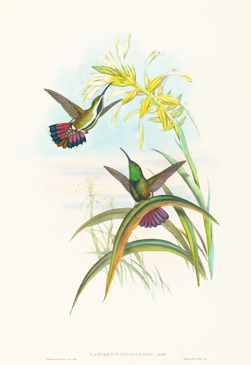 Lampornis Veraguensis Veraguan Mango Wall Art by John Gould - High-Resolution Digital Print