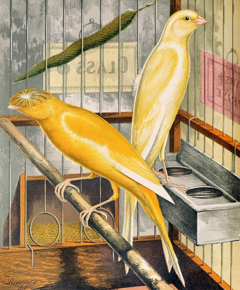 Lancashire Coppies Yellow Cock And Buff Plainhead Hen Wall Art by W. A . Blakston - High-Resolution Digital Print
