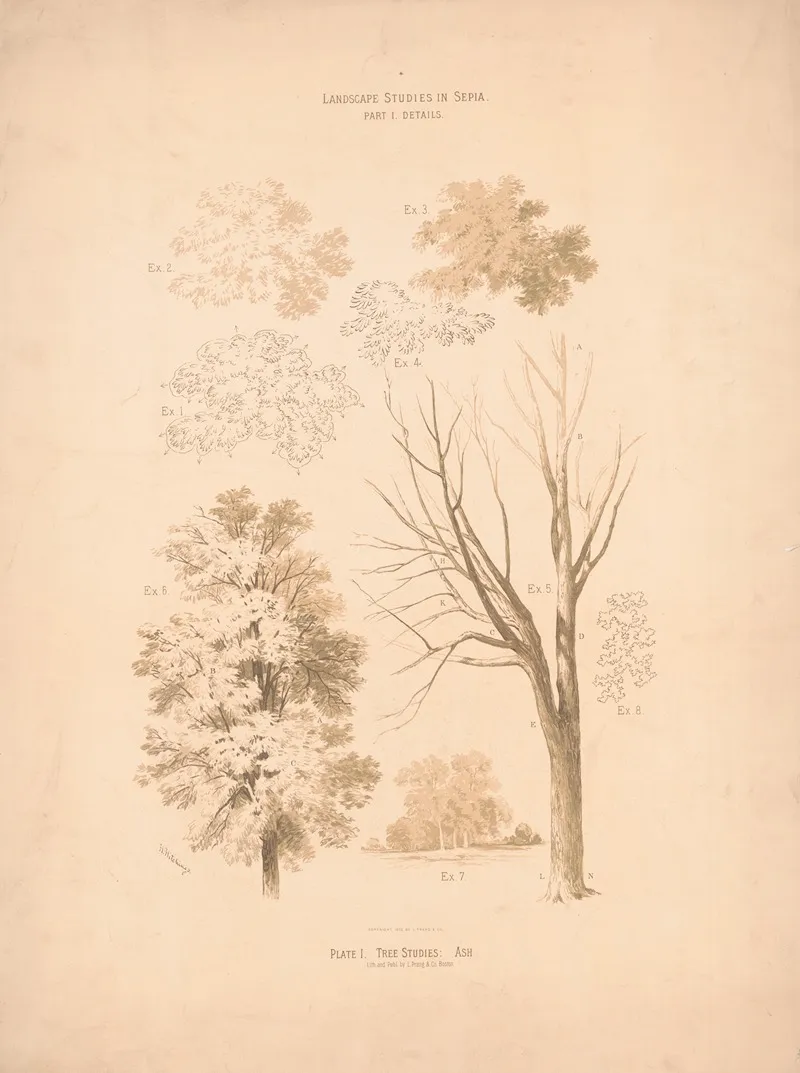 Landscape Studies In Sepia Tree Studies Ash Wall Art by H. Hitchings - High-Resolution Digital Print