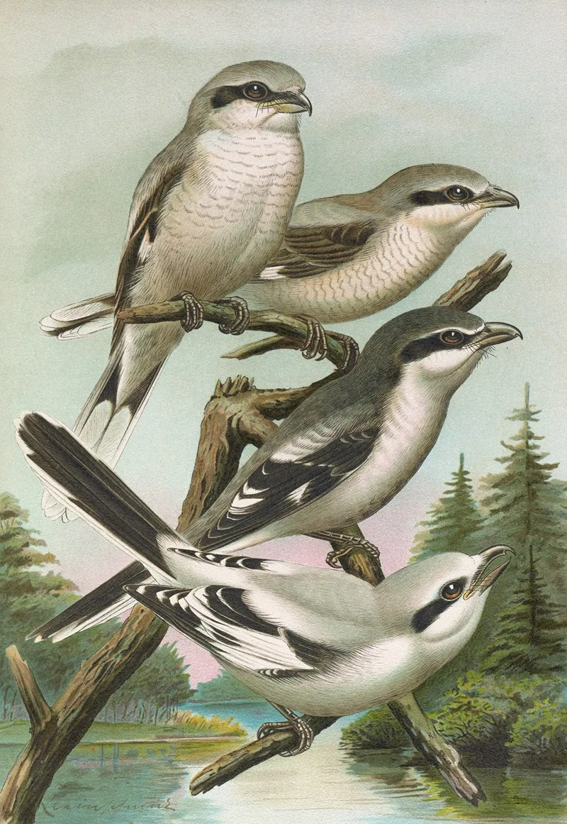 Lanius Excubitor Borealis Lanius Meridionalis Lanius Excubitor Homeyeri Wall Art by Johann Friedrich Naumann - High-Resolution Digital Print