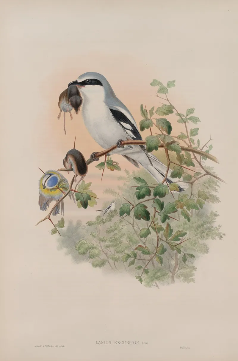 Lanius Excubitor Great Grey Shrike Wall Art by John Gould - High-Resolution Digital Print