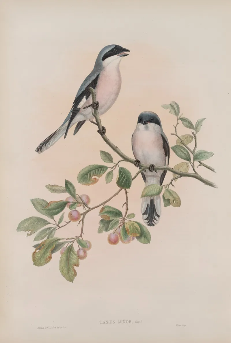 Lanius Minor Rose Breasted Shrike Wall Art by John Gould - High-Resolution Digital Print
