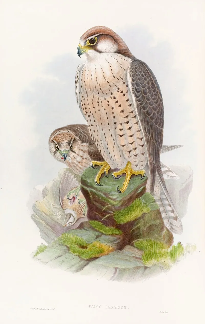 Lanner Falcon Wall Art by John Gould - High-Resolution Digital Print