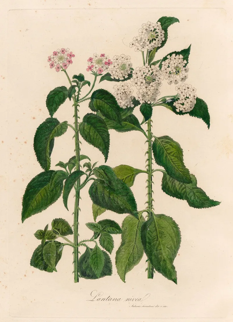Lantana Nivea Wall Art by Gaetano Savi - High-Resolution Digital Print
