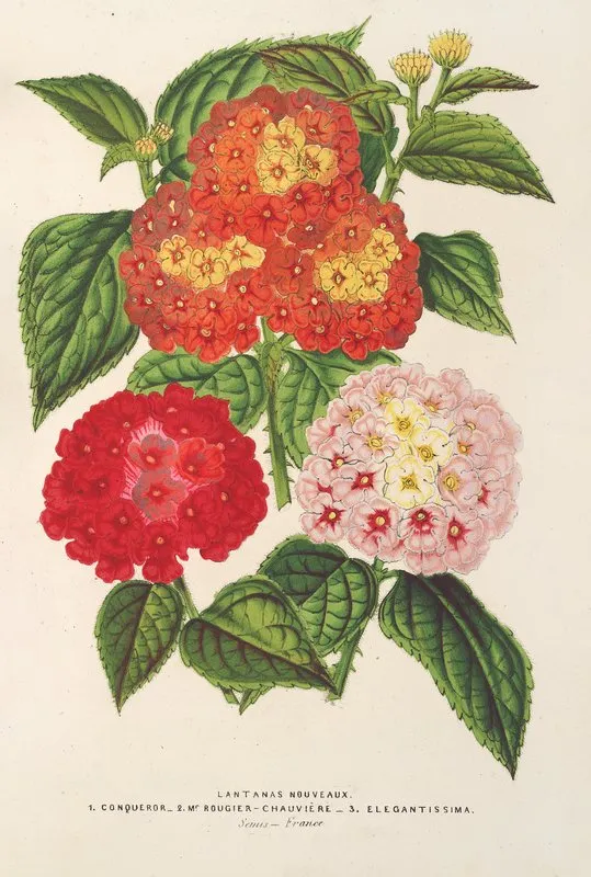 Lantanas Choix De Wall Art by Charles Antoine Lemaire - High-Resolution Digital Print