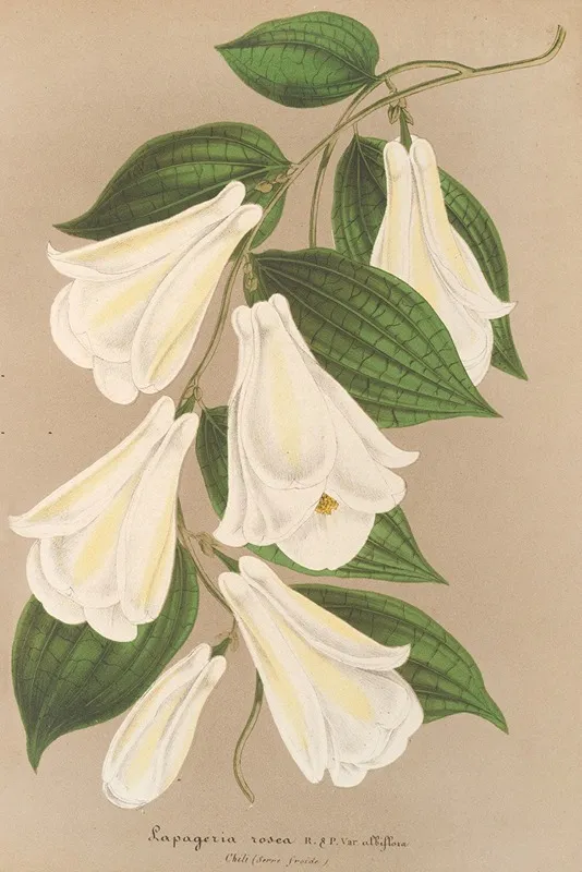 Lapageria Rosea R Et P Var Albiflora Wall Art by Charles Antoine Lemaire - High-Resolution Digital Print