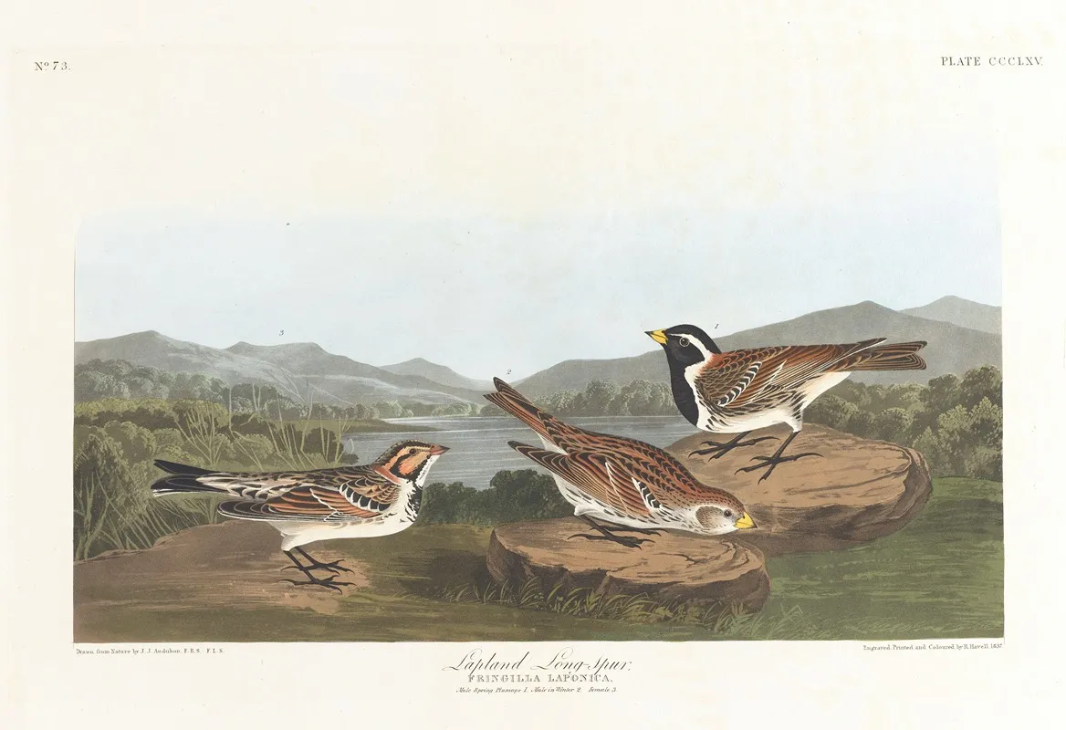 Lapland Long Spur Wall Art by John James Audubon - High-Resolution Digital Print