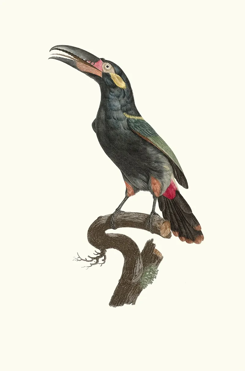 Laracari Koulik Male De La Guyane Wall Art by Jacques Barraband - High-Resolution Digital Print