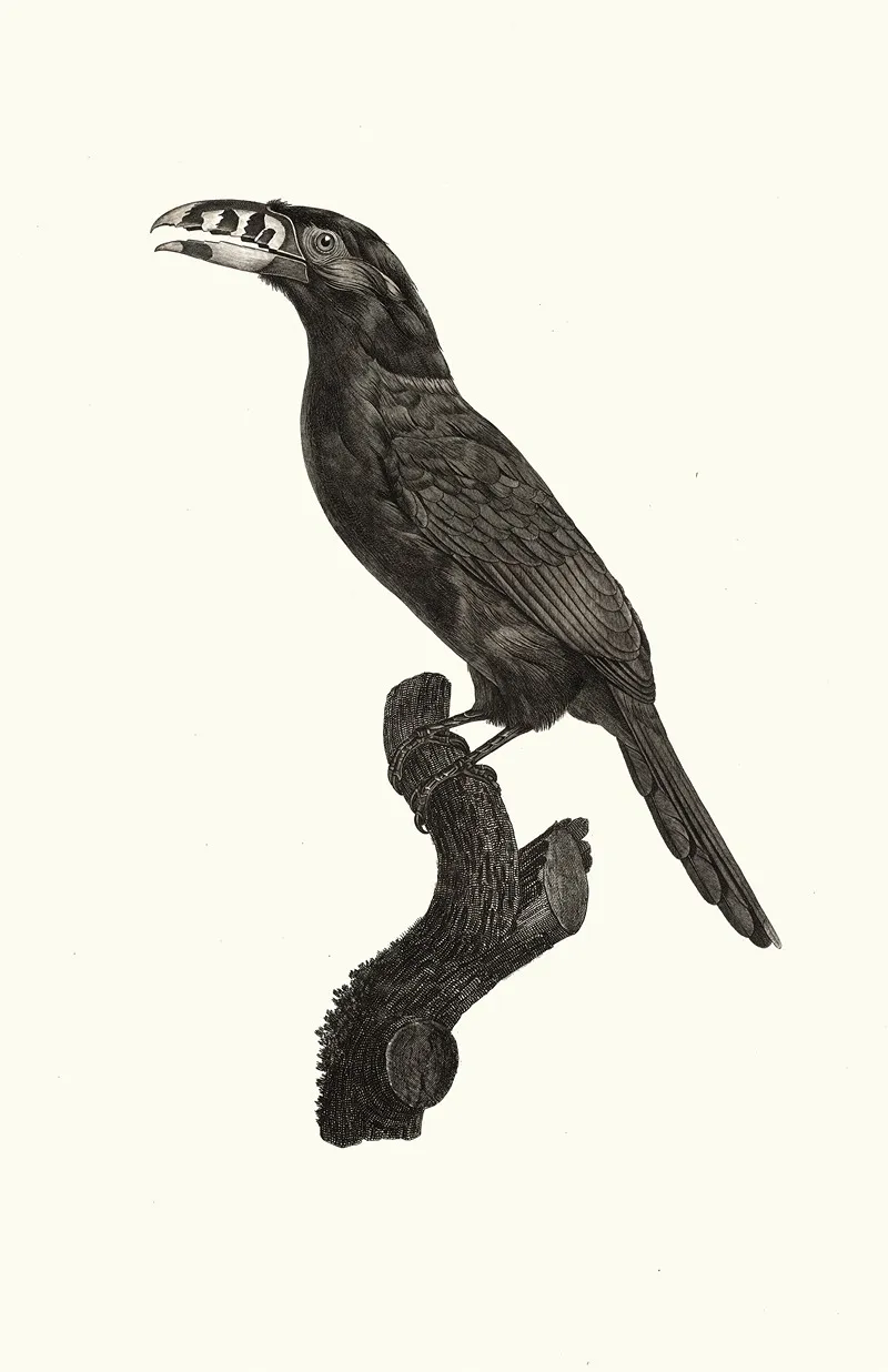 Laracari Koulik Male Du Bresil Wall Art by Jacques Barraband - High-Resolution Digital Print