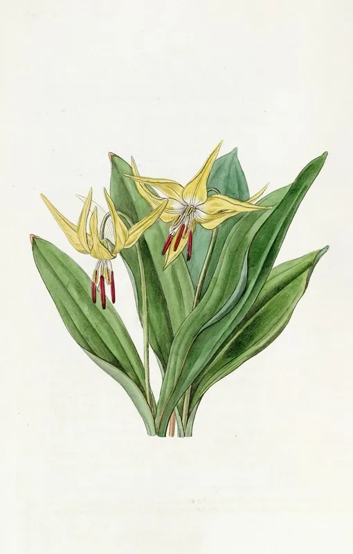 Large American Dogs Tooth Violet Wall Art by Sydenham Edwards - High-Resolution Digital Print