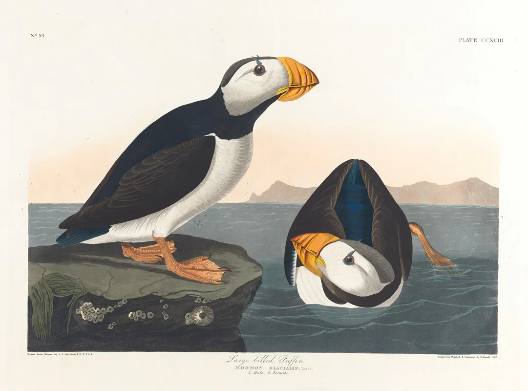 Large Billed Puffin Wall Art by John James Audubon - High-Resolution Digital Print