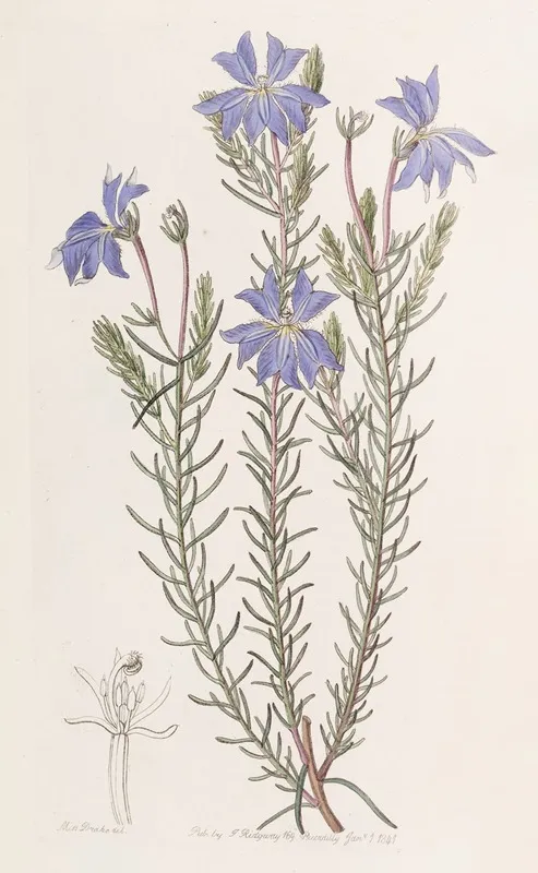 Large Blue Leschenaultia Wall Art by Sydenham Edwards - High-Resolution Digital Print
