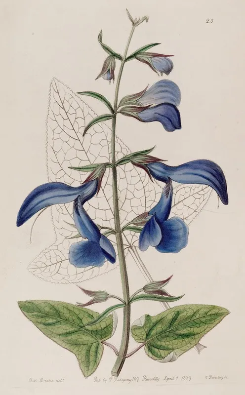 Large Blue Mexican Sage Wall Art by Sydenham Edwards - High-Resolution Digital Print