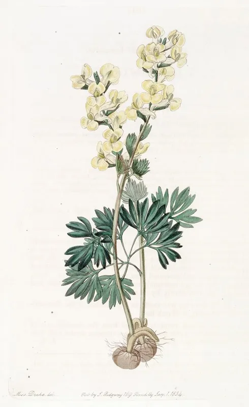 Large Bracted Corydalis Wall Art by Sydenham Edwards - High-Resolution Digital Print