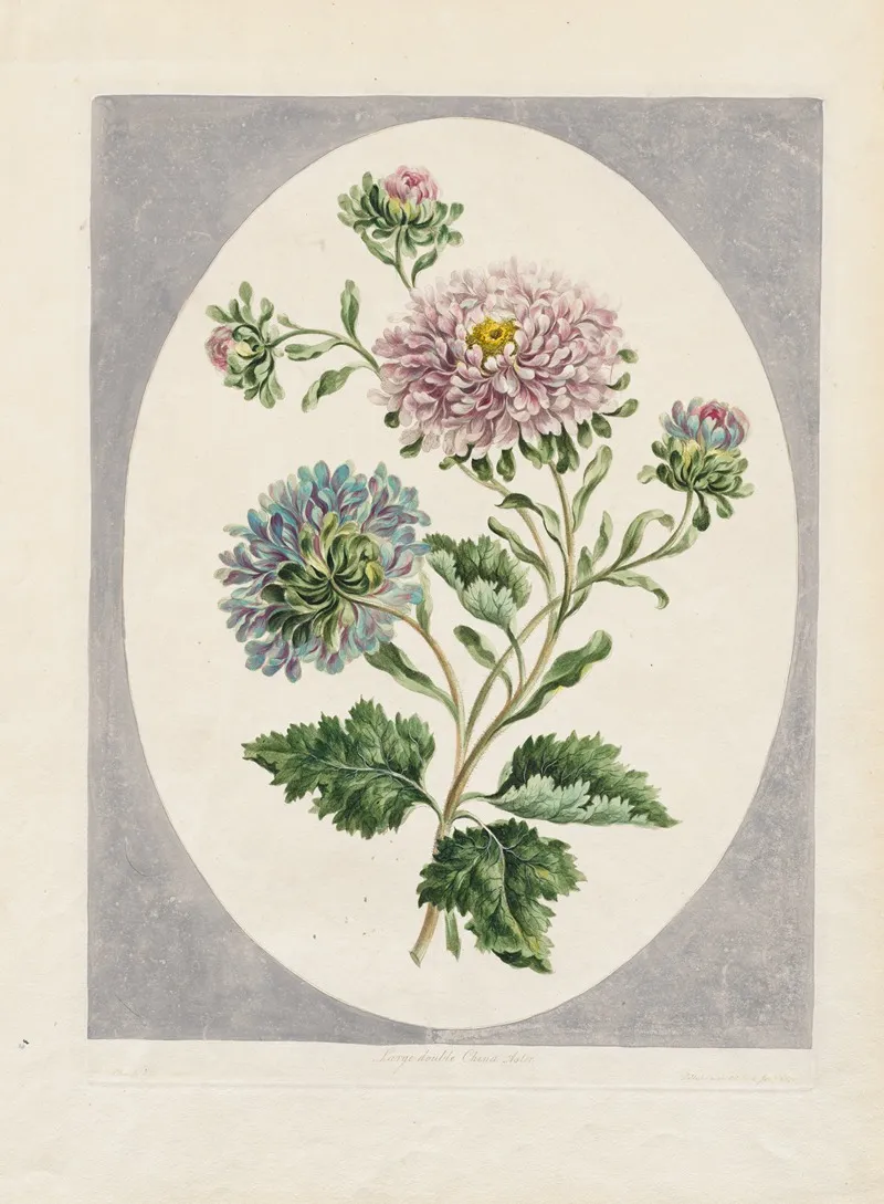 Large Double China Aster Wall Art by John Edwards - High-Resolution Digital Print