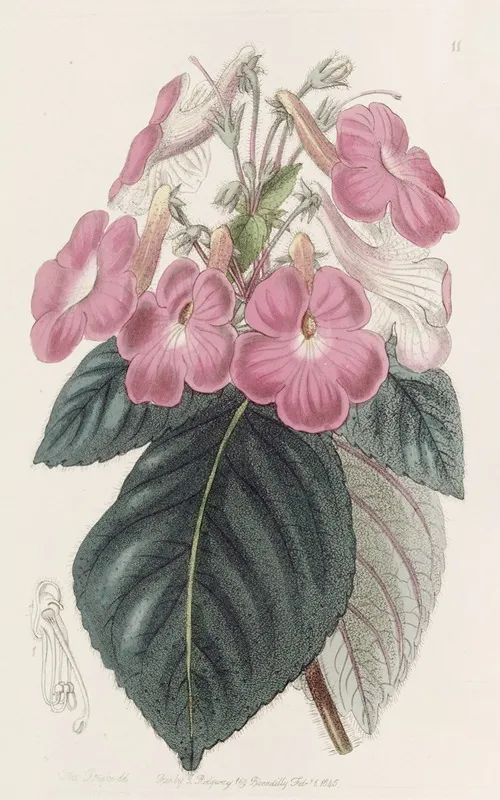 Large Flowered Achimenes Wall Art by Sydenham Edwards - High-Resolution Digital Print