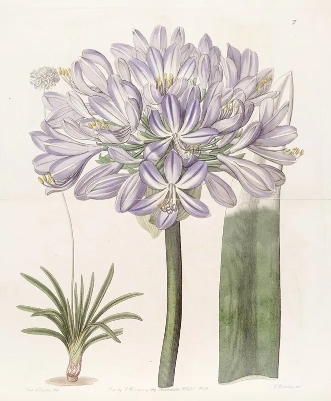 Large Flowered African Blue Lily Wall Art by Sydenham Edwards - High-Resolution Digital Print