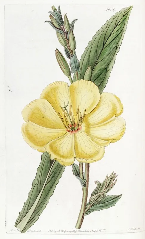 Large Flowered Biennial Evening Primrose Wall Art by Sydenham Edwards - High-Resolution Digital Print